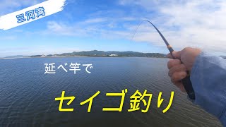 【年間200日以上釣りに出掛けてるリアルな釣り動画】2024年09月25日小潮 三河湾、延べ竿でセイゴ釣り [upl. by Nessa]