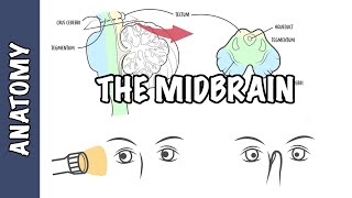 Clinical Anatomy  Midbrain structure function and midbrain lesions [upl. by Kwasi]