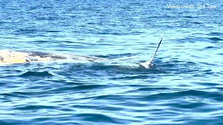 Sharks feast on beached sperm whale carcass off Venice Beach [upl. by Odysseus]