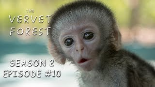 3 Day Old Tiny Orphan Baby Monkey Rescued amp Update On Brain Damaged Baby  Vervet Forest  S2 Ep10 [upl. by Nair178]