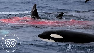 Witness the Bremer Orca Hunt of Adult Male Cuviers Beaked Whale [upl. by Avron]