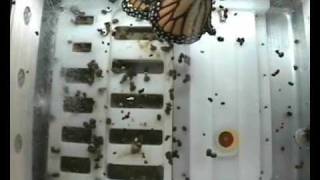 Butterflies in Space Monarch Flight Wide Angle 120309 BioServe [upl. by Gnaig]