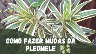 como fazer mudas da planta PLEOMELE [upl. by Anigger666]