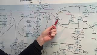 MTHFR  High homocysteine and Low homocysteine [upl. by Ramsey]