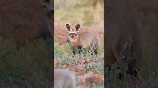 Bat eared fox🐾canon wildlife southafrica africawildlife wildlifewonders sanparks [upl. by Tasha]