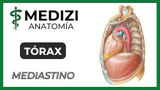 Anatomía del Tórax  Mediastino [upl. by Etnasa294]