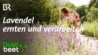 Lavendel Schneiden ernten verarbeiten [upl. by Saito]