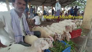 30 ಬಂಡೂರು ಕ್ರಾಸ್ ಕುರಿ ಮರಿಗಳು  bandur bandursheep bannursheep sheepfarming sheepmarket mandya [upl. by Gaspard]