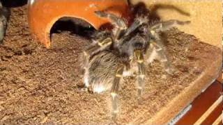 Grammostola pulchripes aureostriata webbing [upl. by Socem180]