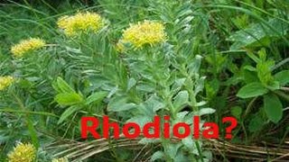 Rhodiola XS Energy  Focus [upl. by Ramat]