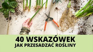 40 WSKAZÓWEK jak PRZESADZAĆ doniczkowe rośliny domowe  Vlog Przesadzanie roślin domowych 🌱 [upl. by Eytak166]