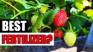 Best Strawberry Fertilizers  Garden Quickie Episode 139 [upl. by Asp]