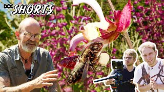 DOC SHORTS  Folge 37  Köpfchen unterm Schlagbaum Schwänzchen in die Höh Xylocopa violacea [upl. by Jerald]