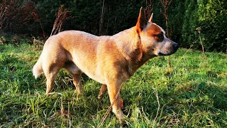 The Amazing Intelligence amp Agility of Australian Cattle Dogs [upl. by Nodnerb]