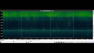 Pipistrellus pipistrellus maternity roost 2022c social calls C [upl. by Maxey564]