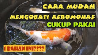 CARA MUDAH MENGOBATI AEROMONAS  SIMPLE WAY to TREATMENT AEROMONAS ON KOI FISH  ikan karantina [upl. by Trebma]