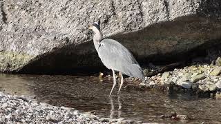 Airone cenerino  Grey Heron  Ardea cinerea [upl. by Nnyrb600]