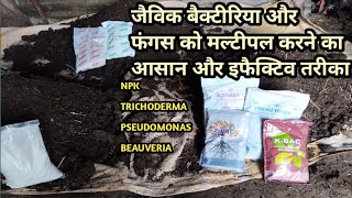 How to multiply npk bacteria pseudomonas beauveria in organic carbon lahsun ke liye best basle dose [upl. by Aneer]