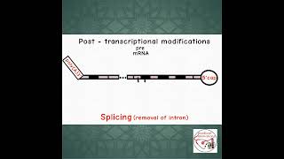 🔨 POST TRANSCRIPTIONAL MODIFICATION  CONTROL  REGULATION  shorts medicine biology [upl. by Dela971]