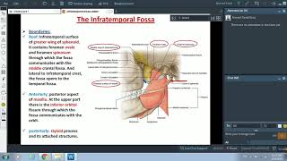 Anatomy of the Infratemporal Fossa  Dr Ahmed Farid [upl. by Yemirej]