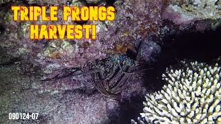 TRIPLE PRONGS SPEARFISHING  090124 07 [upl. by Artemas]