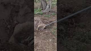 Trapping badgers in Montana [upl. by Bonni]