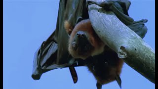 Mating Fruit Bats  Wild Indonesia  BBC Earth [upl. by Naujal]