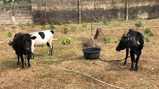 Worm Infestation In Goats Pigs amp Cattle Symptoms amp Treatment [upl. by Mackie]