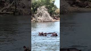 Hippo Encounter from a Boat See These Giants in Their Element 🦛🚤 [upl. by Erej]