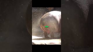 Why hippos spray their poop shorts facts amazingfacts interestingfact viralshorts viral [upl. by Hujsak43]