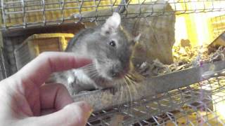 The worlds cutest degu does something adorable [upl. by Aronos]