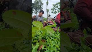 Tea leaf cutting machine  tea cutting machine sortvideo farming teaharvester cuttingmachine [upl. by Nolram]