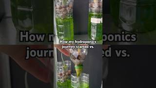 How My Hydroponics Journey Started Vs Now 🌱 hydroponicsystem hydroponics kratky urbangardening [upl. by Thamora583]