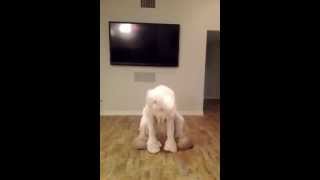 Bunny WOP JDash Miley Cyrus Parody [upl. by Bein]