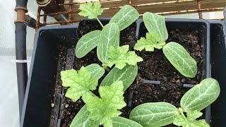 How to start luffa seeds [upl. by Annasus]