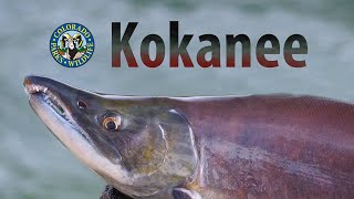 Colorados Kokanee Salmon Spawn [upl. by Naid288]