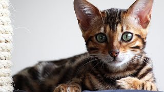 Are Bengal Cats Hypoallergenic 🐾🤔 [upl. by Citron365]