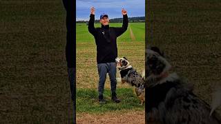 Hundetraining Aufregung und Emotionen unter Kontrolle bringen 💥🐶👍 hundeerziehung [upl. by Deelaw]