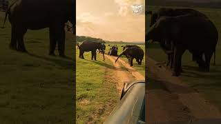 මින්නේරියේ අලි ගැටුම් WILD ELEPHANT ATTACK IN MINNERIYA nature travel elephant wildlife [upl. by Etnaled]