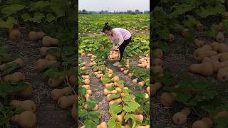 Guide to Growing and Harvesting Cucurbita moschata 🔥💥👍satisfying shorts farming [upl. by Adriel684]