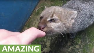 Rescued jaguarundi wants to befriend caretaker [upl. by Seaver]