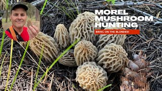 Morel Mushroom Hunting Tips and Tricks [upl. by Ainad730]