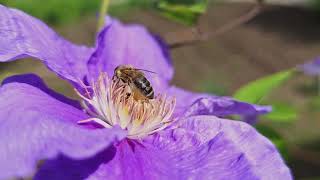 honey bee on violet Clematis flower closeup view [upl. by Norval]