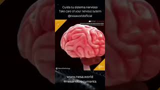 SHORT NESA Sistema nervioso Central  Central Nervous System Anatomy Part 1 Feat NESA WORLD® [upl. by Hackett]