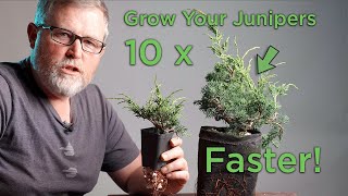 Bonsaify  How to 10x Your Juniper Growth When You Feel the Need to Speed [upl. by Eckhardt]