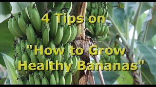 4 Tips on quotHow to Grow Healthy Organic Bananasquot with Brendon McKeon [upl. by Clevie324]