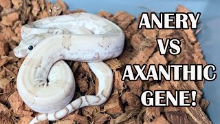 AXANTHIC vs ANERY GENE WHATS THE DIFFERENCE [upl. by Reivaz438]