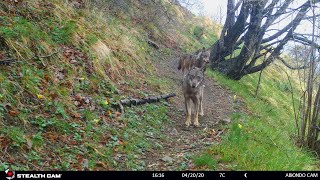 quotParco Alpi Liguriquot Foto trappole 2020 HD [upl. by Jacquelynn498]