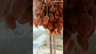 Very beautiful Arabian dates and street viewwatermelone fruitcutting strawberry shorts [upl. by Shaer462]