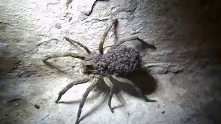 Araña lobo Lycosa erythrognatha con cría Ramallo [upl. by Chadwick]